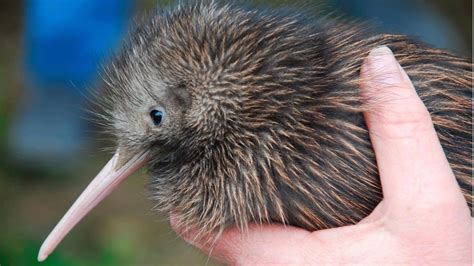 The Curse of the Kiwi: Exploring the Cultural Significance and Symbolism of New Zealand's Flightless Bird